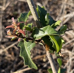 Quercus fusiformis