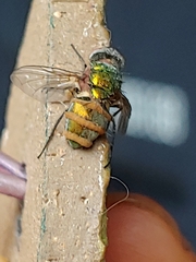 Entomophthora muscae