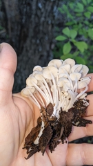 Lactocollybia