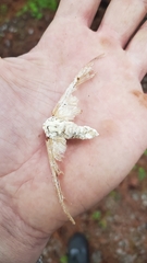 Akanthomyces