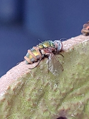 Entomophthora muscae