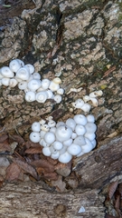 Lactocollybia