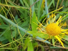 Pentanema britannica