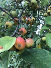 Malus prunifolia