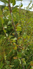 Betula fruticosa