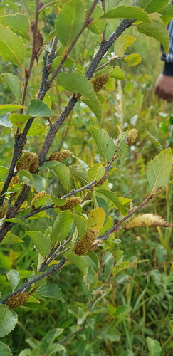 Japanese bog birch (Betula fruticosa)