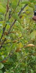 Betula fruticosa