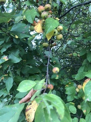 Malus prunifolia
