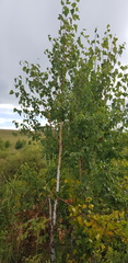Betula platyphylla