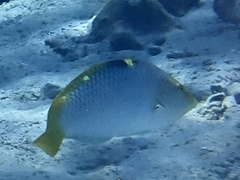 Halichoeres hortulanus