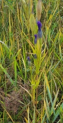 Gentianopsis barbata