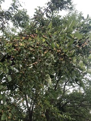 Malus prunifolia