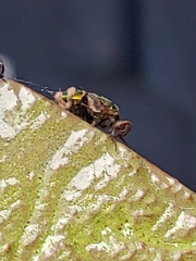 Entomophthora muscae