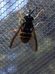 Chrysotoxum