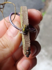 Entomophthora muscae