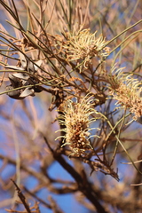 Hakea lorea lorea