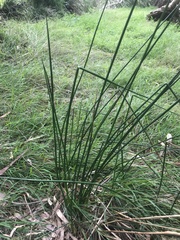 Juncus pallidus