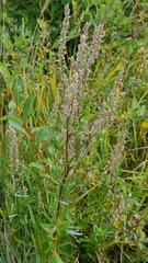 Artemisia integrifolia