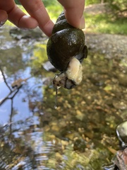 Cipangopaludina chinensis