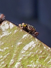 Entomophthora muscae