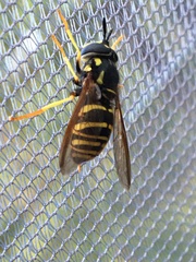 Chrysotoxum