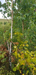 Betula platyphylla