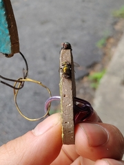 Entomophthora muscae