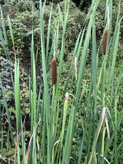 Typha domingensis