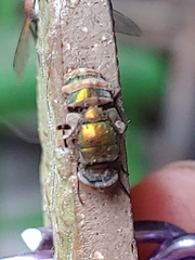 Entomophthora muscae