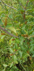 Betula humilis