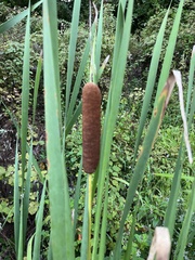 Typha domingensis
