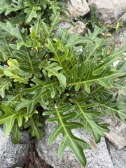 Thaumatophyllum xanadu