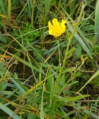 Hieracium umbellatum