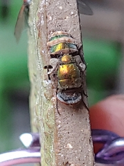 Entomophthora muscae