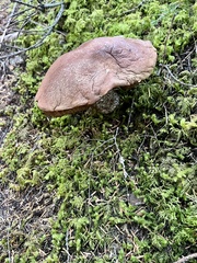 Aureoboletus mirabilis