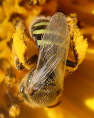 Cockerellia