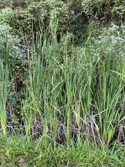 Typha domingensis