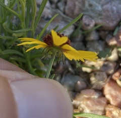 Helenium amarum badium