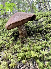 Aureoboletus mirabilis
