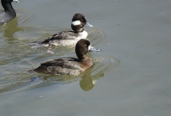 Aythya affinis