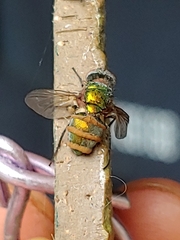 Entomophthora muscae