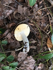 Russula claroflava