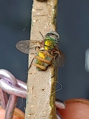 Entomophthora muscae