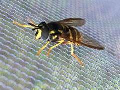 Chrysotoxum