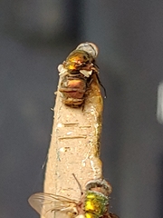 Entomophthora muscae