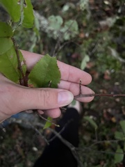 Amelanchier arborea