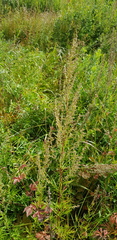 Artemisia integrifolia