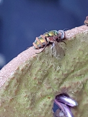 Entomophthora muscae