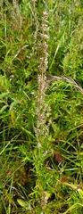 Artemisia mongolica