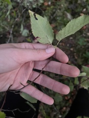 Amelanchier arborea
